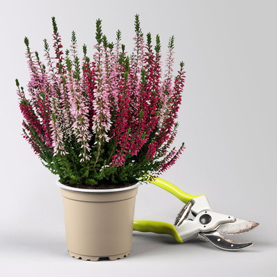 Calluna 'Twin', rot-rosa, Topf-Ø 10,5 cm, 6 Pflanzen Calluna 'Twin', rot-rosa, Topf-Ø 10,5 cm, 6 Pflanzen