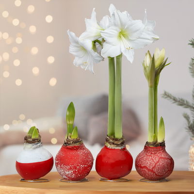 Amaryllis in Wachs XL, Dekor 'Red Mix', Farbe zufällig, Blüte weiß Amaryllis in Wachs XL, Dekor 'Red Mix', Farbe zufällig, Blüte weiß
