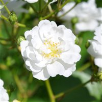 Ramblerrose 'Guirlande d'Amour®', weiß, Topf 5 Liter