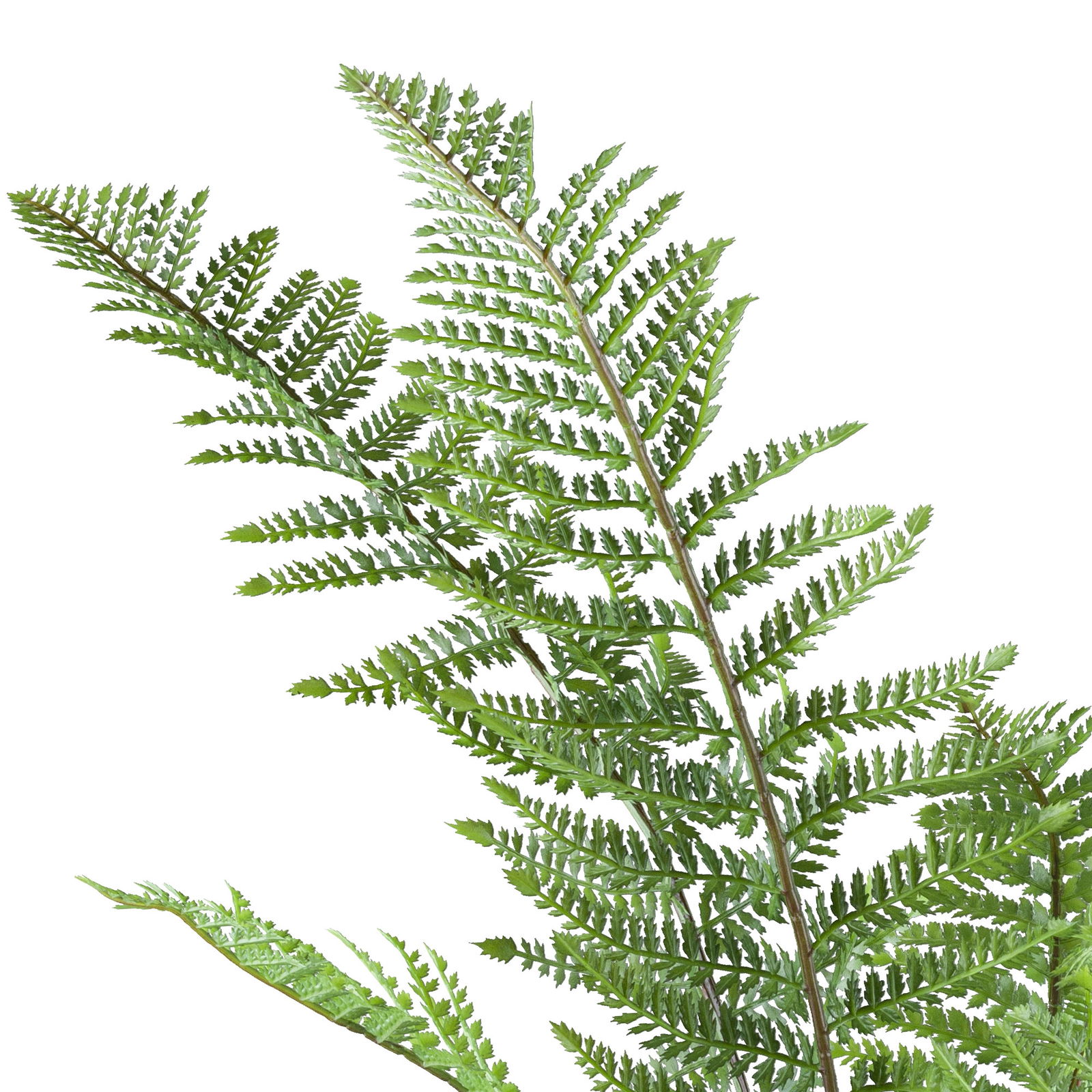 Kunstpflanze Farn Pteris tremula im Topf, Höhe ca. 100 cm