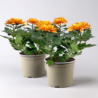 Chrysantheme 'Chrysanne® Zembla' orange, großblumig, Topf-Ø 17cm, 2 Stück