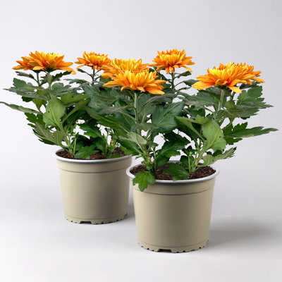 Chrysantheme 'Chrysanne® Zembla', orange, großblumig, Topf-Ø 17cm, 2 Pflanzen Chrysantheme 'Chrysanne® Zembla', orange, großblumig, Topf-Ø 17cm, 2 Pflanzen