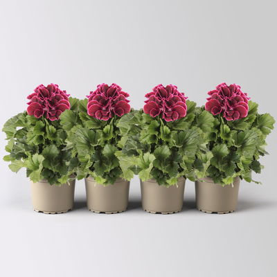 Edelgeranie Bella Donna® 'Don Bliss®', bordeaux, Topf-Ø 12 cm, 4 Pflanzen
