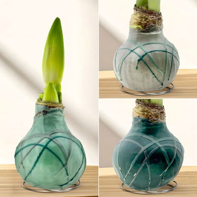 Amaryllis in Wachs XL, Dekor 'Forest Mix', Farbe zufällig, Blüte weiß Amaryllis in Wachs XL, Dekor 'Forest Mix', Farbe zufällig, Blüte weiß