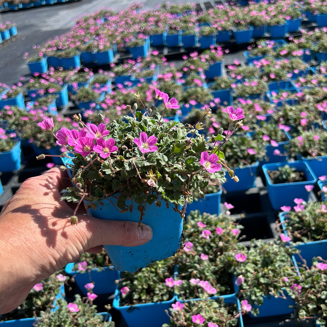 Bio Reiherschnabel 'Bishops Form' rosa, Topf 9x9 cm, 3 Pflanzen Bio Reiherschnabel 'Bishops Form' rosa, Topf 9x9 cm, 3 Pflanzen