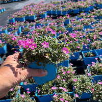 Bio Reiherschnabel 'Bishops Form' rosa, Topf 9x9 cm, 3 Pflanzen Bio Reiherschnabel 'Bishops Form' rosa, Topf 9x9 cm, 3 Pflanzen