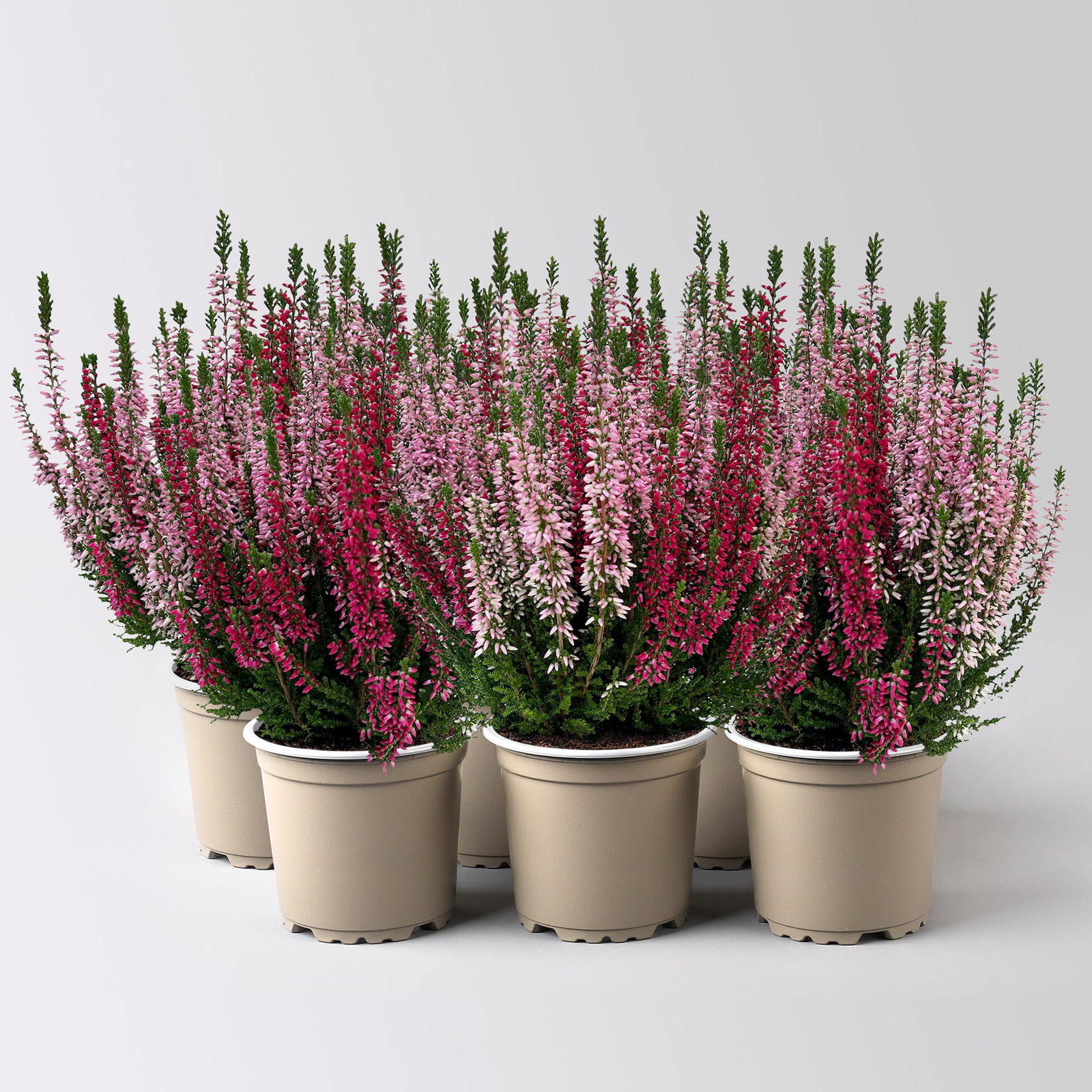 Calluna 'Twin', rot-rosa, Topf-Ø 10,5 cm, 6 Pflanzen Calluna 'Twin', rot-rosa, Topf-Ø 10,5 cm, 6 Pflanzen