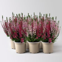 Calluna 'Twin', rot-rosa, Topf-Ø 10,5 cm, 6 Pflanzen Calluna 'Twin', rot-rosa, Topf-Ø 10,5 cm, 6 Pflanzen