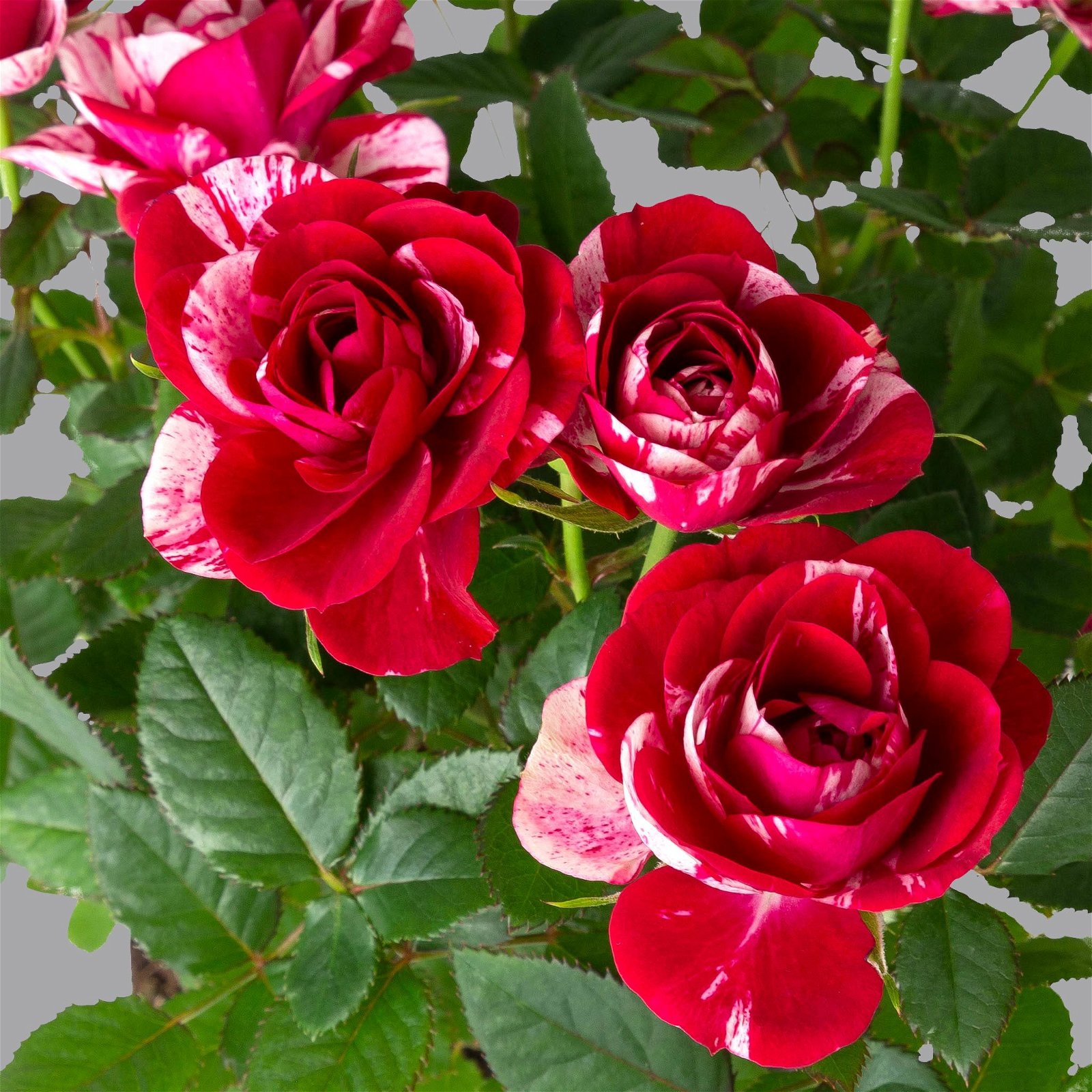 Rose 'Gigi' rot-weiß, Topf-Ø 10,5 cm, 3er-Set
