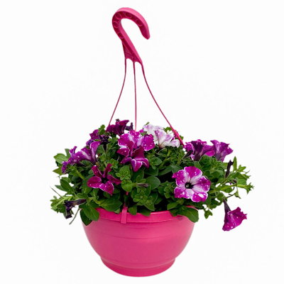 Hängepetunie 'Circus Sky', pink-weiß, Ampeltopf 27 cm Ø mit Wasserspeicher