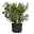 Oleander, Farbe nach Verfügbarkeit, Busch, Topf-Ø 45 cm, Höhe ca. 100 cm