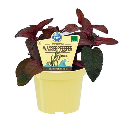 Blu Bio Wasserpfeffer, Topf-Ø 12 cm, 6er Set