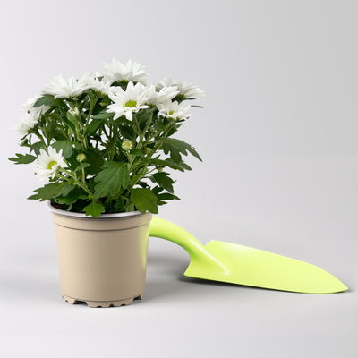 Chrysanthemen 'Swifty', weiß, Topf-Ø 10,5 cm, 6 Pflanzen