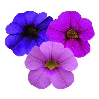 Zauberglöckchen 'Trio', Mischung zufällig, Topf-Ø 12 cm, 6 Pflanzen