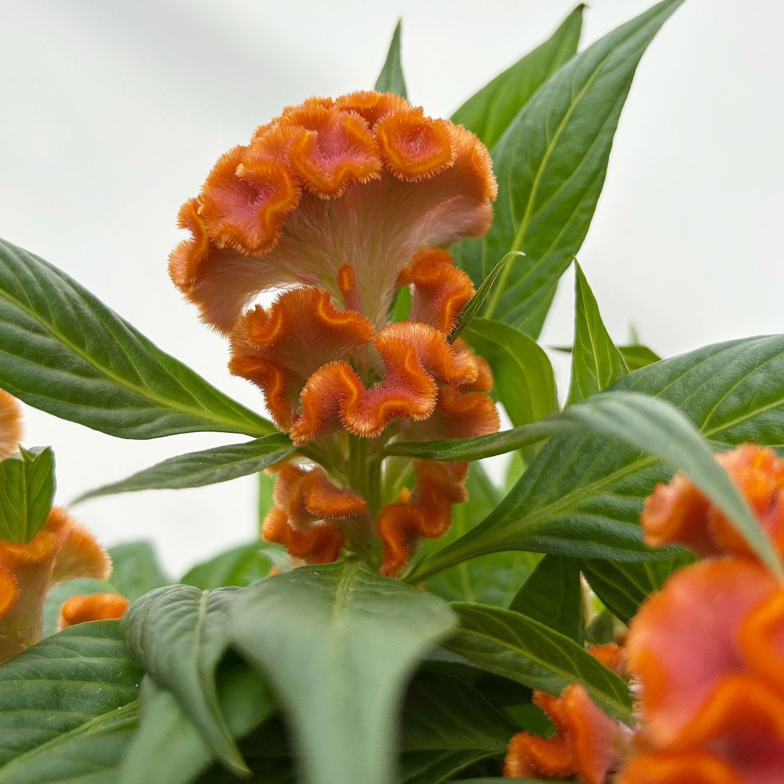 Celosia 'Tasty Twist Mix', Farben zufällig, Topf-Ø 12 cm, 6 Pflanzen Celosia 'Tasty Twist Mix', Farben zufällig, Topf-Ø 12 cm, 6 Pflanzen