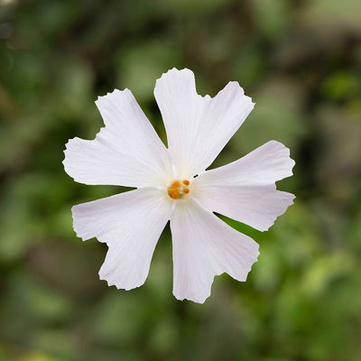 Phlox subulata weiß, Topf 11x11 cm, 3 Pflanzen Phlox subulata weiß, Topf 11x11 cm, 3 Pflanzen