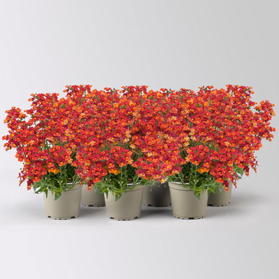 Nemesie, orange-rot, Topf-Ø 12 cm, 6 Pflanzen Nemesie, orange-rot, Topf-Ø 12 cm, 6 Pflanzen