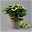 Kölle Tellerhortensie, Hydrangea macropylla, weiß, im 5 lt. Topf