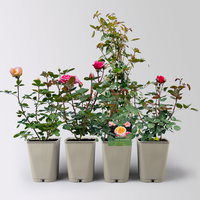 Rosen-Set Kölle Exklusiv-Sorten, Topf 5 Liter, 4 Pflanzen