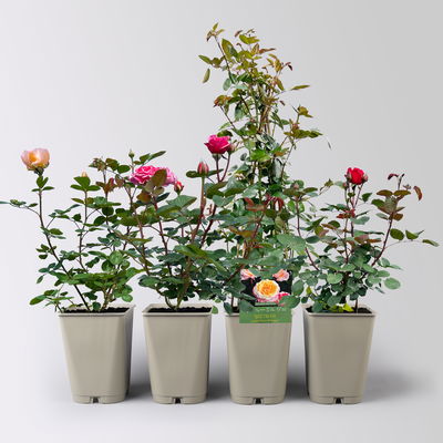 Rosen-Set Kölle Exklusiv-Sorten, Topf 5 Liter, 4 Pflanzen
