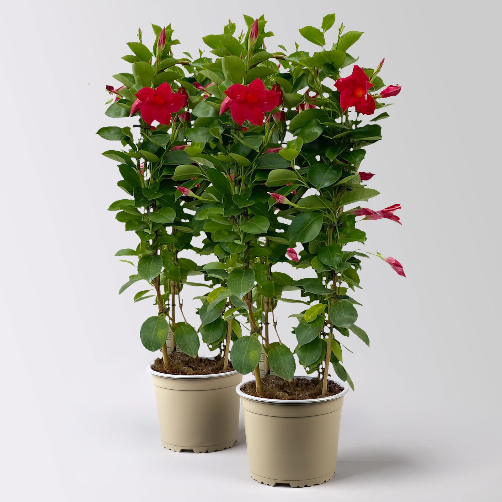 Dipladenie, rot, Doppelbogen, Topf-Ø 17 cm, 2 Pflanzen