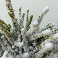 Besenheide SKYLINE®, weiß gefärbt, mit Glitzer, Topf-Ø 11 cm, 6 Pflanzen kaufen Besenheide SKYLINE®, weiß gefärbt, mit Glitzer, Topf-Ø 11 cm, 6 Pflanzen kaufen