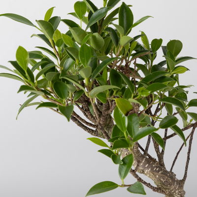 Bonsai in Schale inkl. Holzständer, Art zufällig, Topf-Ø 19cm, Höhe ca. 35 cm Bonsai in Schale inkl. Holzständer, Art zufällig, Topf-Ø 19cm, Höhe ca. 35 cm