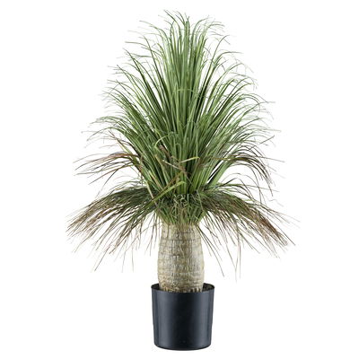 Kunstpflanze Beaucarnea,  Höhe ca. 60 cm
