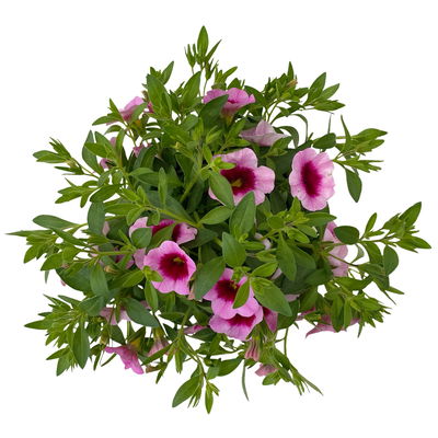 Zauberglöckchen 'Aloha Kona Tiki Pink' rosa-pink, Topf-Ø 13 cm, 6 Pflanzen