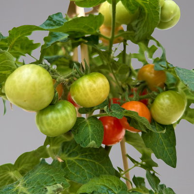 Tomatenpflanzen 'Snacker', Topf-Ø 14 cm, 2 Pflanzen
