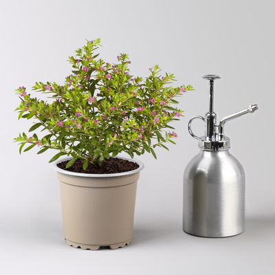 Japanische Scheinmyrte, rot, Topf-Ø 11 cm, 6 Pflanzen