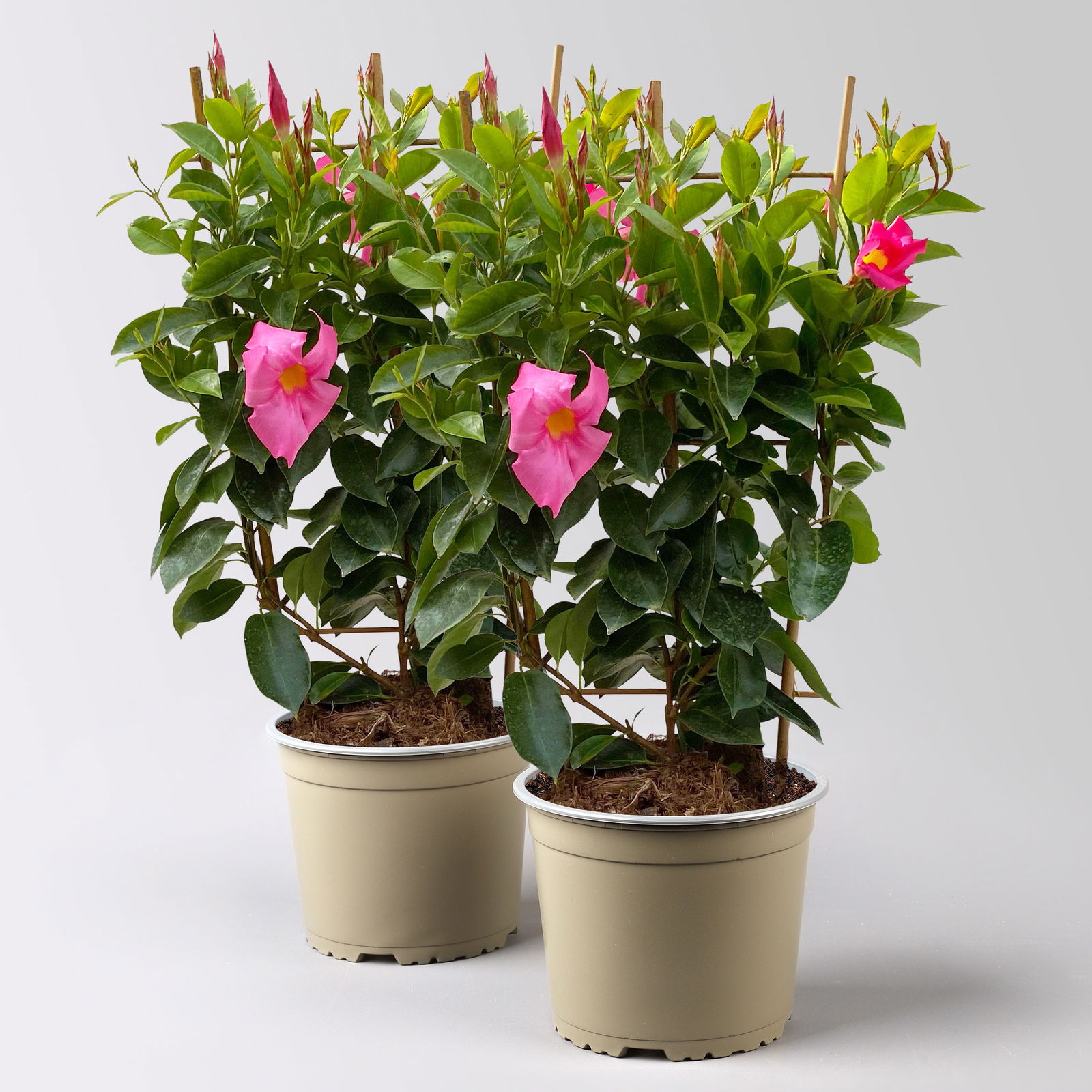 Dipladenie, rosa, Spalier, Topf-Ø 17 cm, Höhe ca. 50 cm, 2 Pflanzen