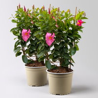 Dipladenie, rosa, Spalier, Topf-Ø 17 cm, Höhe ca. 50 cm, 2 Pflanzen
