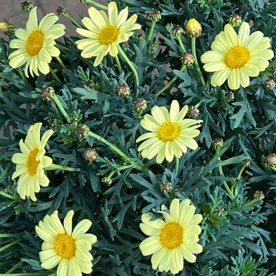 Margerite, Farbe zufällig, Stamm, Topf-Ø 15 cm, 2 Pflanzen