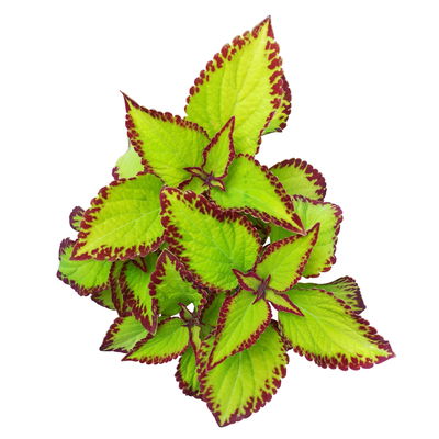 Buntnessel 'Velvet', hellgrün-dunkelrot, Topf-Ø 12 cm, 6 Pflanzen