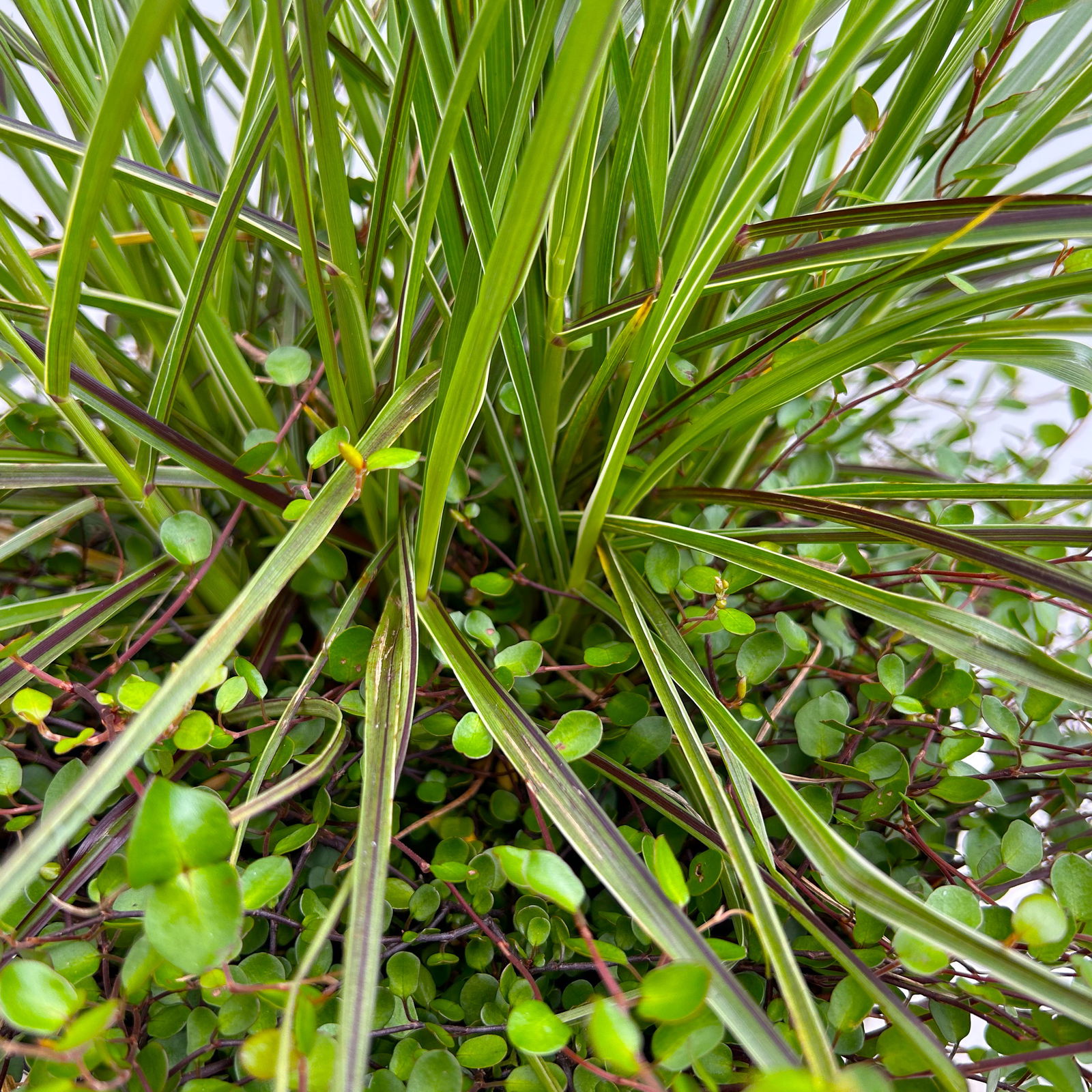 Lampenputzergras 'Sky Rocket' mit Mühlenbeckia, Topf-Ø 23 cm