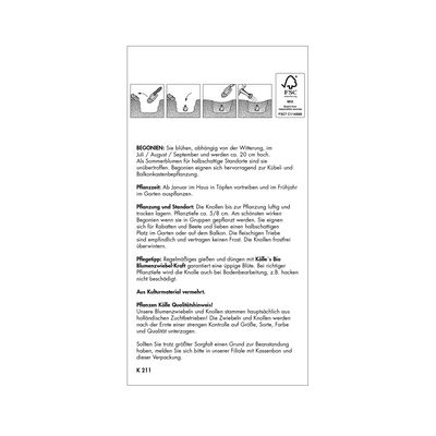 Hängebegonie Odorosa White Blush, 3 Blumenknollen