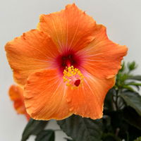 Hibiskus orange, Busch, Topf-Ø 17 cm