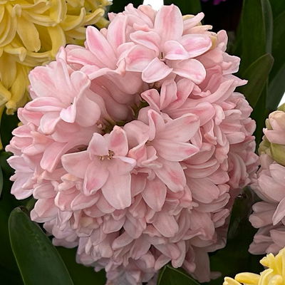 Hyazinthe, apricot, vorgetrieben, Topf-Ø 15 cm, 3 Pflanzen Hyazinthe, apricot, vorgetrieben, Topf-Ø 15 cm, 3 Pflanzen