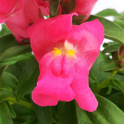 Löwenmäulchen rosa-pink, Topf 12 cm Ø, 6 Stück