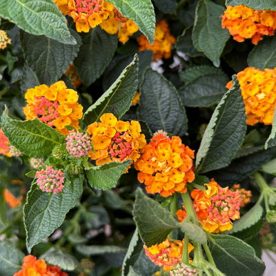 Wandelröschen, orange, Stamm, Topf-Ø 23 cm