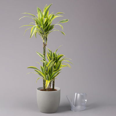 Duftender Drachenbaum 'Lemon Lime', Topf-Ø 21 cm, Höhe ca. 110 cm