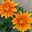 Chrysantheme 'Chrysanne® Zembla' orange, großblumig, Topf-Ø 17cm, 2 Stück