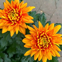 Chrysantheme 'Chrysanne® Zembla' orange, großblumig, Topf-Ø 17cm, 2 Stück