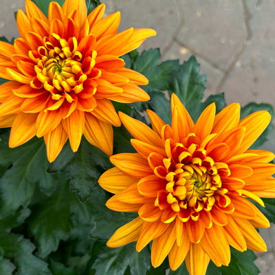 Chrysantheme 'Chrysanne® Zembla', orange, großblumig, Topf-Ø 17cm, 2 Pflanzen Chrysantheme 'Chrysanne® Zembla', orange, großblumig, Topf-Ø 17cm, 2 Pflanzen