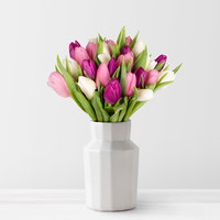 30 Tulpen, weiß, lila & rosa