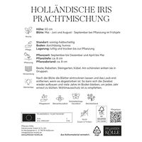Holländische Iris Prachtmischung, 20 Blumenzwiebeln