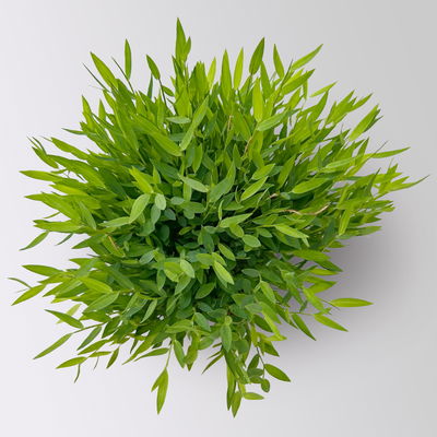 Zimmerbambus, Topf-Ø 12cm, 3 Pflanzen Zimmerbambus, Topf-Ø 12cm, 3 Pflanzen