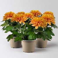 Chrysantheme 'Chrysanne® Zembla Durango' orange, großblumig, Topf-Ø 13cm,3er-Set