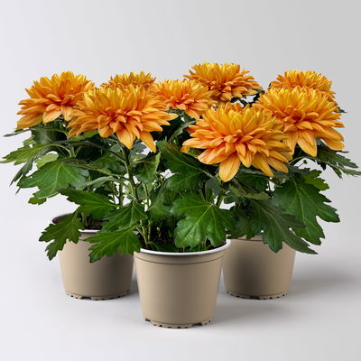 Chrysantheme 'Chrysanne® Zembla Durango', orange, Topf-Ø 13cm, 3 Pflanzen